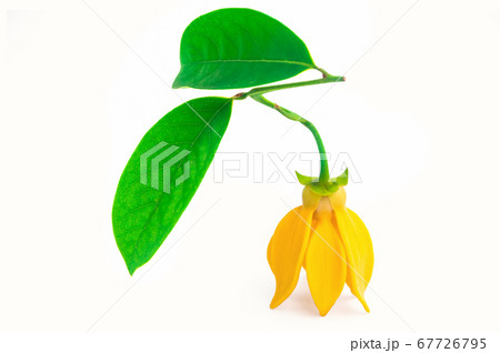 Yellow aroma flower Ylang Ylang or Ilang ilang 67726795