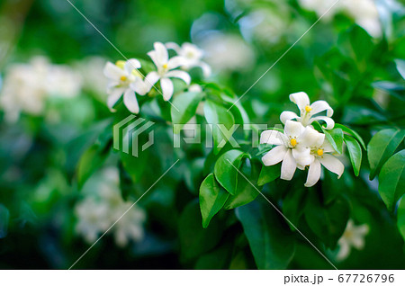 Orange jasmine flower or Murraya paniculata with 67726796