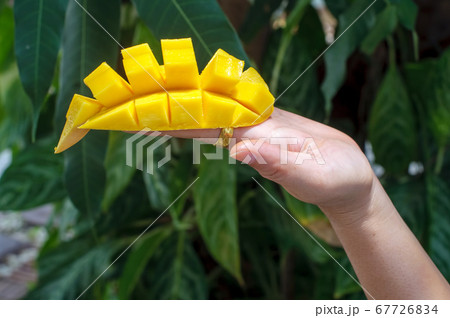 Sliced cube of fresh mango on female hand against 67726834