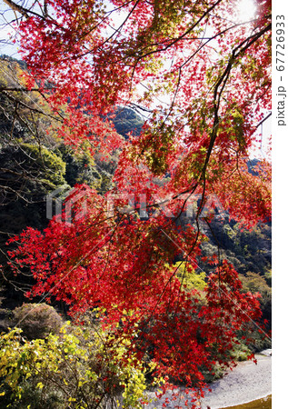 愛岐トンネル群の紅葉 67726933