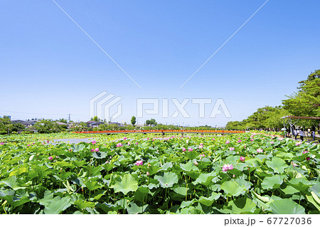 高田城址公園のハス （観蓮会） 67727036