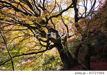 愛岐トンネル群の紅葉 67727069