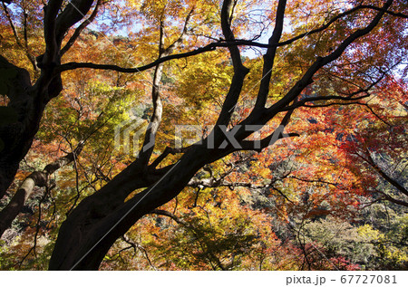 愛岐トンネル群の紅葉 愛岐トンネル群の紅葉 67727081
