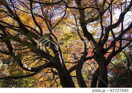 愛岐トンネル群の紅葉 愛岐トンネル群の紅葉 67727085