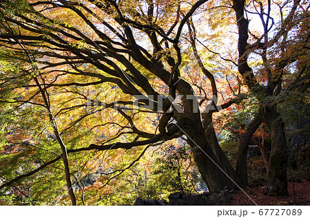 愛岐トンネル群の紅葉 愛岐トンネル群の紅葉 67727089