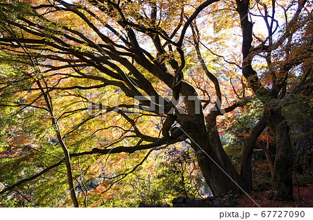 愛岐トンネル群の紅葉 愛岐トンネル群の紅葉 67727090