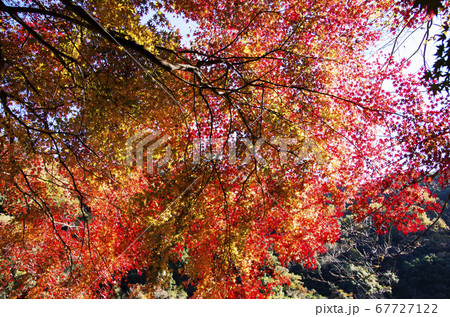 愛岐トンネル群の紅葉 愛岐トンネル群の紅葉 67727122