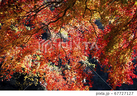 愛岐トンネル群の紅葉 67727127