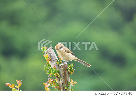 モズ モズ 67727240