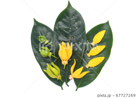Yellow aroma flower Ylang Ylang or Ilang ilang 67727269