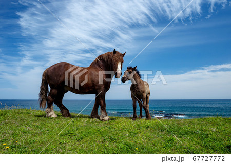 【青森県下北半島尻屋崎】津軽海峡と寒立馬親子のいる風景 67727772