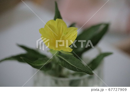 メマツヨイグサ、道端に咲いてる雑草ですが、黄色い小花でかわいいです メマツヨイグサ、道端に咲いてる雑草ですが、黄色い小花でかわいいです 67727909