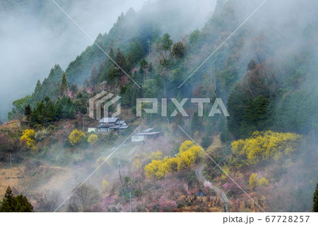 西吉野のお花畑 奈良県吉野郡下市町 の写真素材
