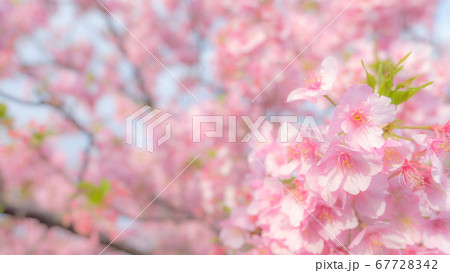 河津桜：河津桜まつりにて　（ソフトフォーカス） 67728342