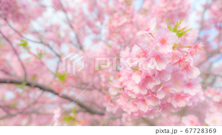 河津桜:河津桜まつりにて (ソフトフォーカス) 河津桜:河津桜まつりにて (ソフトフォーカス) 67728369
