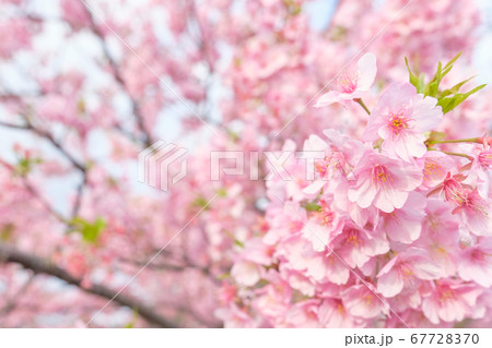 河津桜:河津桜まつりにて 河津桜:河津桜まつりにて 67728370