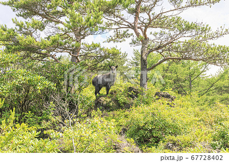 浅間山　鬼押出し園　鹿 67728402