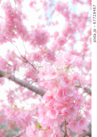 河津桜:河津桜まつりにて (ソフトフォーカス) 河津桜:河津桜まつりにて (ソフトフォーカス) 67728467