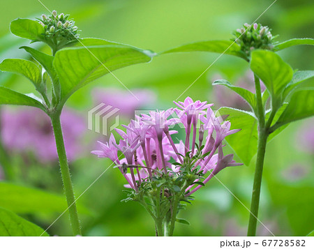 ペンタス・ラベンダーの花 67728582