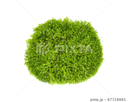 Green moss on white background.. 67728883