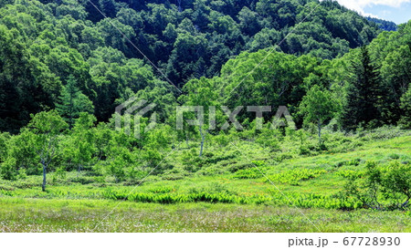 ワタスゲとニッコウキスゲ咲く田ノ原湿原 67728930