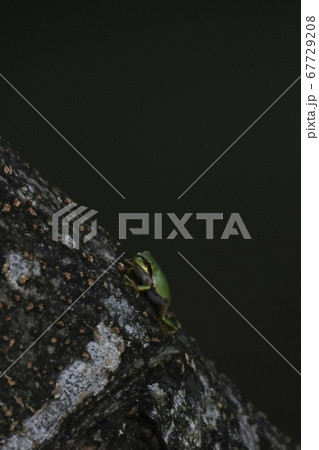 木登りをするアマガエル 67729208