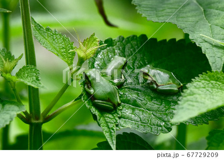 葉っぱの上に集まるアマガエル 67729209
