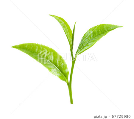 green tea leaf on white background 67729980