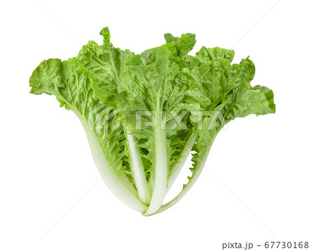 fresh lettuce leaves on white background fresh lettuce leaves on white background 67730168