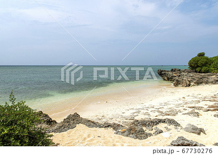 沖縄県　波照間島の浜シタン群落　毛崎（モウビナ） 67730276