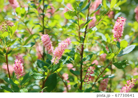 アメリカリョウブの花の写真素材