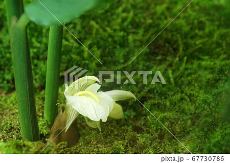 ミヨウガの薄黄色の花 ミヨウガの薄黄色の花 67730786