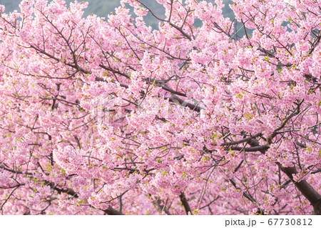 河津桜:河津桜まつりにて 河津桜:河津桜まつりにて 67730812