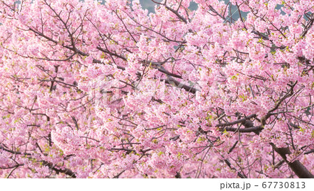 河津桜:河津桜まつりにて 河津桜:河津桜まつりにて 67730813