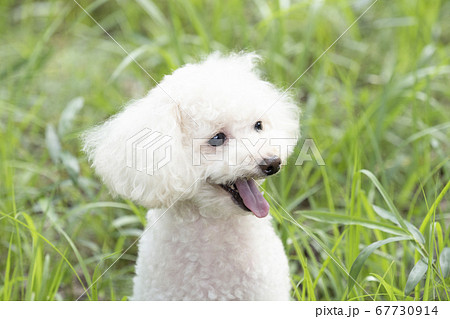 草原で舌を出して笑う白いトイプードルの写真素材
