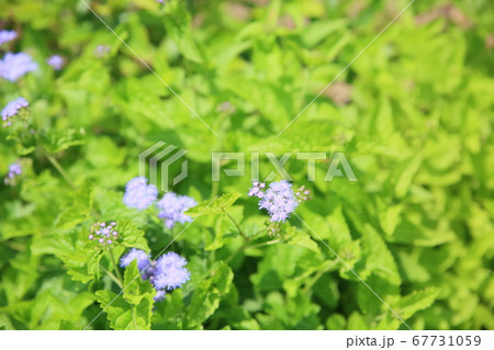 ユーパトリウムの花 67731059