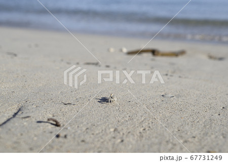 奄美大島の砂浜で暮らすスナガニ 67731249