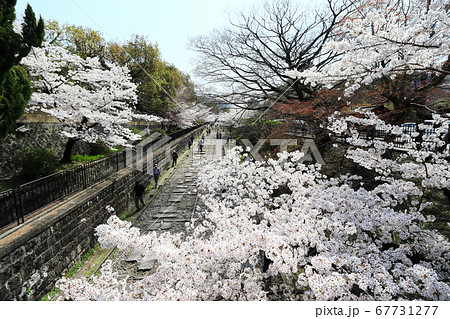 桜 さくら サクラ 67731277