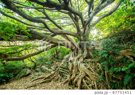 アコウの木 アコウの木 67731451