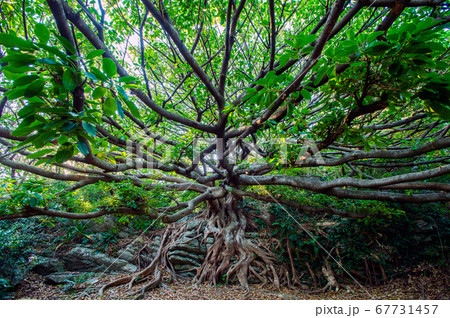 アコウの木 67731457