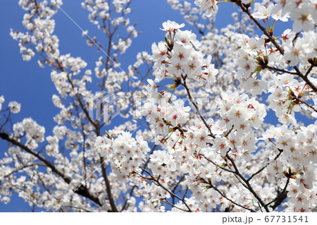 桜 さくら サクラ 67731541