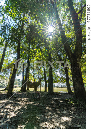 奈良公園　鹿　現る　 67731609