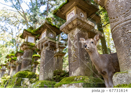 奈良公園　鹿　小鹿　動物　森 67731614