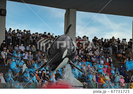 ダイナミックな鴨川シーワールドのシャチの写真素材 ダイナミックな鴨川シーワールドのシャチの写真素材