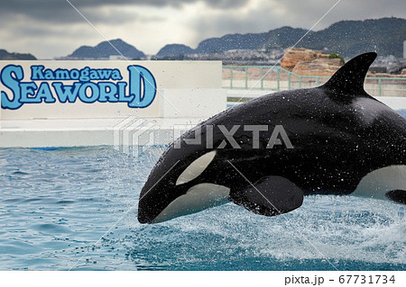 Seaworldとシャチの写真素材