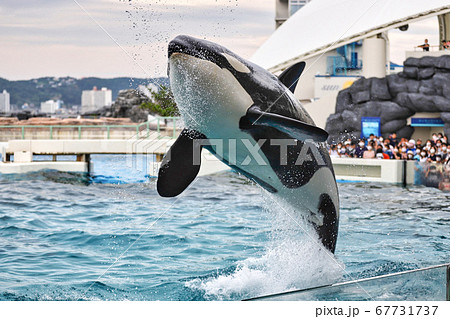 空飛ぶシャチの写真素材