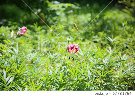 ユリの花 ユリの花 67731764