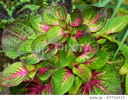コリウス　観葉植物植物 67732433