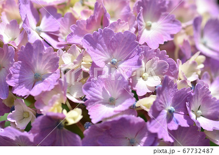 ピンクの装飾花が綺麗なアジサイの花 67732487