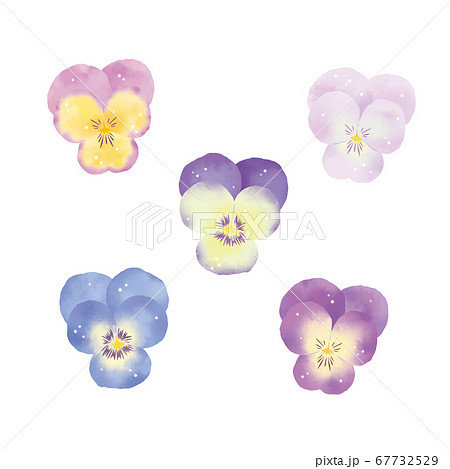花の素材集 色々なパンジーのセットのイラスト素材 67732529 Pixta